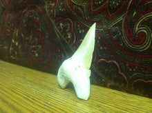 Load image into Gallery viewer, Fossil Lamna shark tooth
