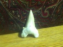 Load image into Gallery viewer, Fossil Lamna shark tooth