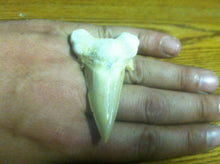 Load image into Gallery viewer, Fossil Lamna shark tooth