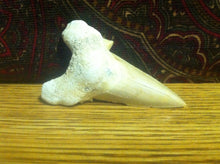 Load image into Gallery viewer, Fossil Lamna shark tooth