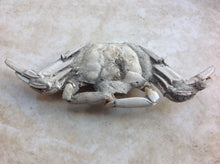 Load image into Gallery viewer, Fossil Crab