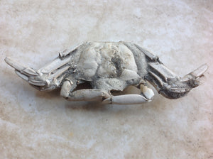 Fossil Crab