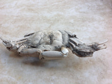 Load image into Gallery viewer, Fossil Crab