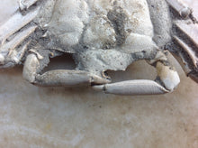 Load image into Gallery viewer, Fossil Crab