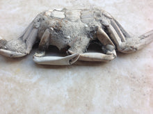 Load image into Gallery viewer, Fossil Crab