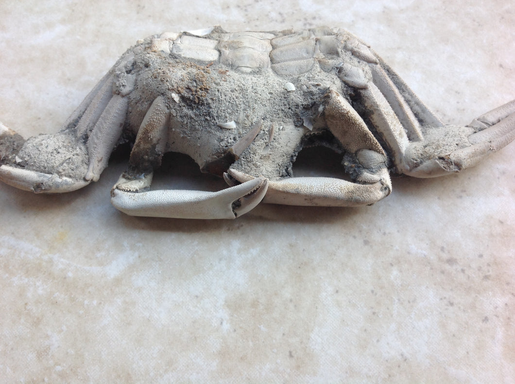 Fossil Crab