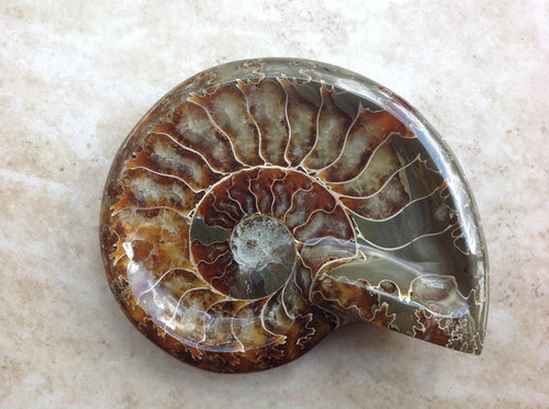 Ammonite Bowl