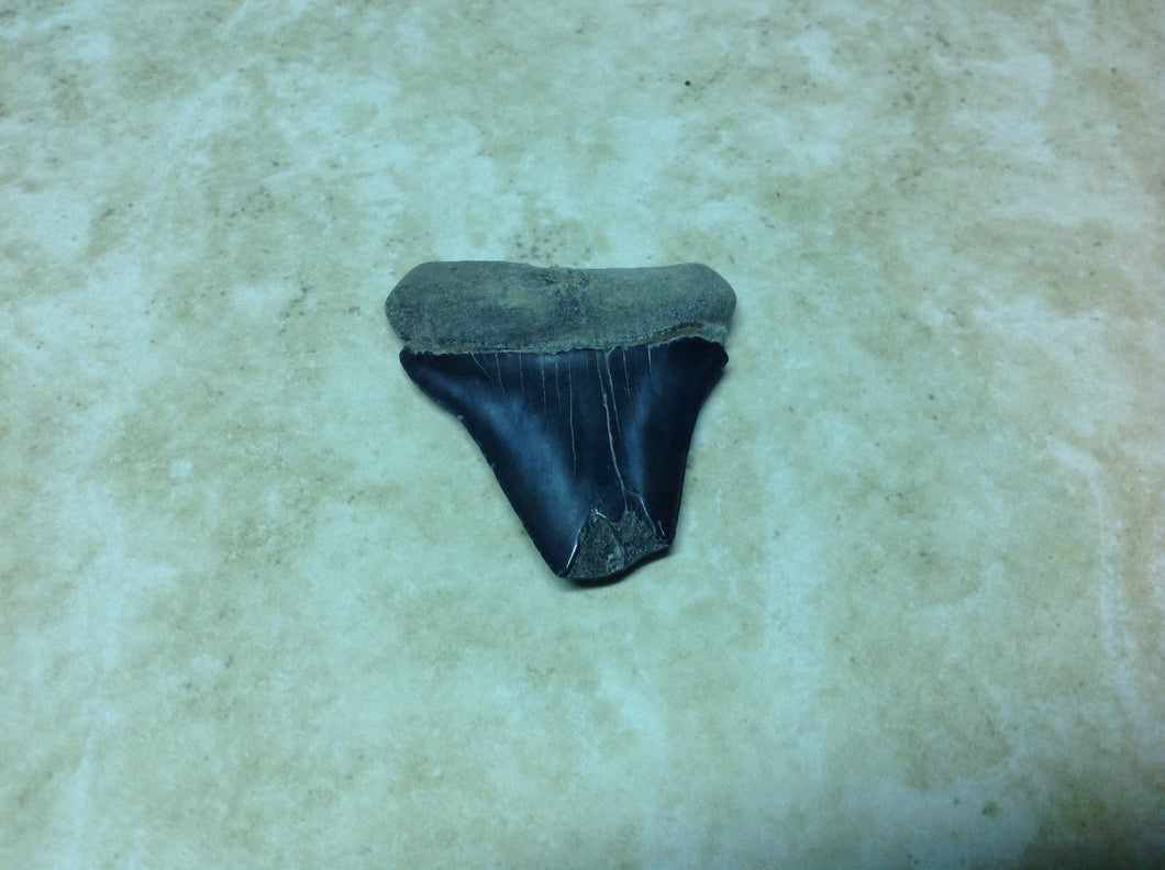 Megalodon Shark Teeth #4