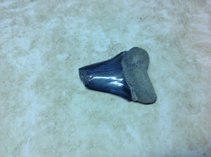 Megalodon Shark Teeth #4