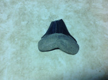 Load image into Gallery viewer, Megalodon Shark Teeth #4