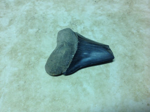 Megalodon Shark Teeth #4