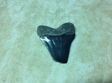 Load image into Gallery viewer, Megalodon Shark Teeth #4