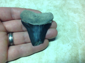 Megalodon Shark Teeth #4