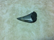 Load image into Gallery viewer, Megalodon Shark Teeth #2