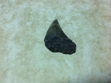 Load image into Gallery viewer, Megalodon Shark Teeth #2
