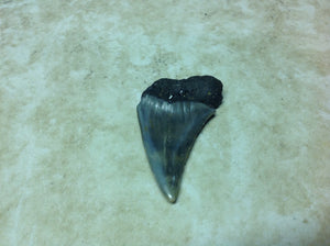 Megalodon Shark Teeth #2