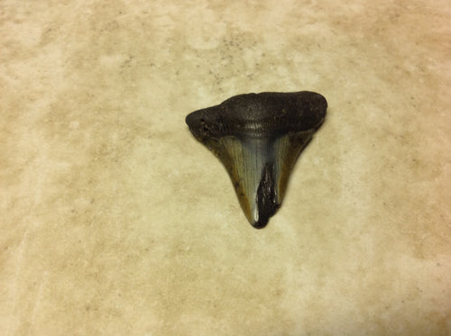 Megalodon Shark Teeth #3