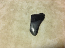 Load image into Gallery viewer, Megalodon Shark Teeth #4