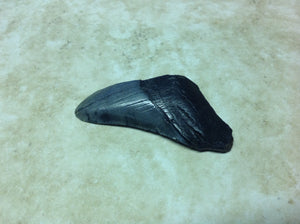 Megalodon Shark Teeth #4