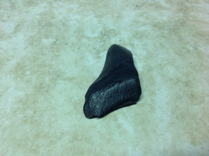 Megalodon Shark Teeth #4