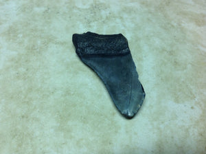 Megalodon Shark Teeth #4