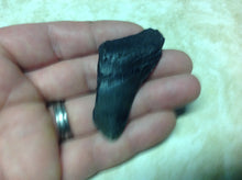 Load image into Gallery viewer, Megalodon Shark Teeth #4