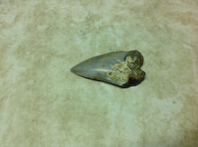 Load image into Gallery viewer, Megalodon Shark Teeth #6