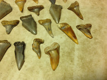 Load image into Gallery viewer, Megalodon Shark Teeth