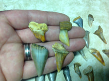 Load image into Gallery viewer, Megalodon Shark Teeth