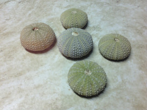 Fossilized Sea Urchin