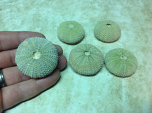 Load image into Gallery viewer, Fossilized Sea Urchin