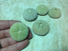 Load image into Gallery viewer, Fossilized Sea Urchin