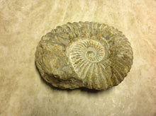 Load image into Gallery viewer, Ammonite Fossil