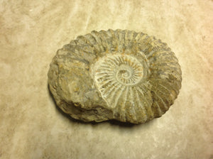 Ammonite Fossil