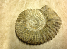 Load image into Gallery viewer, Ammonite Fossil