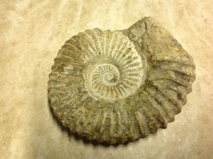 Ammonite Fossil