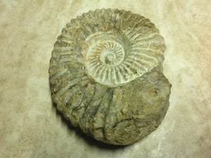 Ammonite Fossil