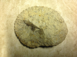 Ammonite Fossil