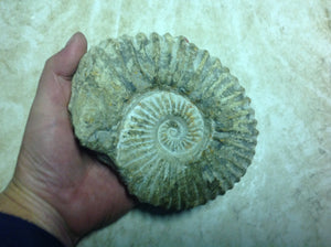 Ammonite Fossil