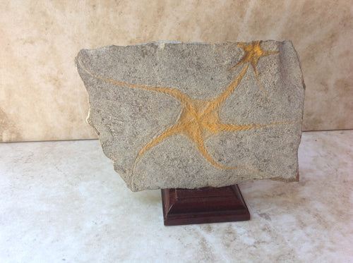 Fossilized Sea Star