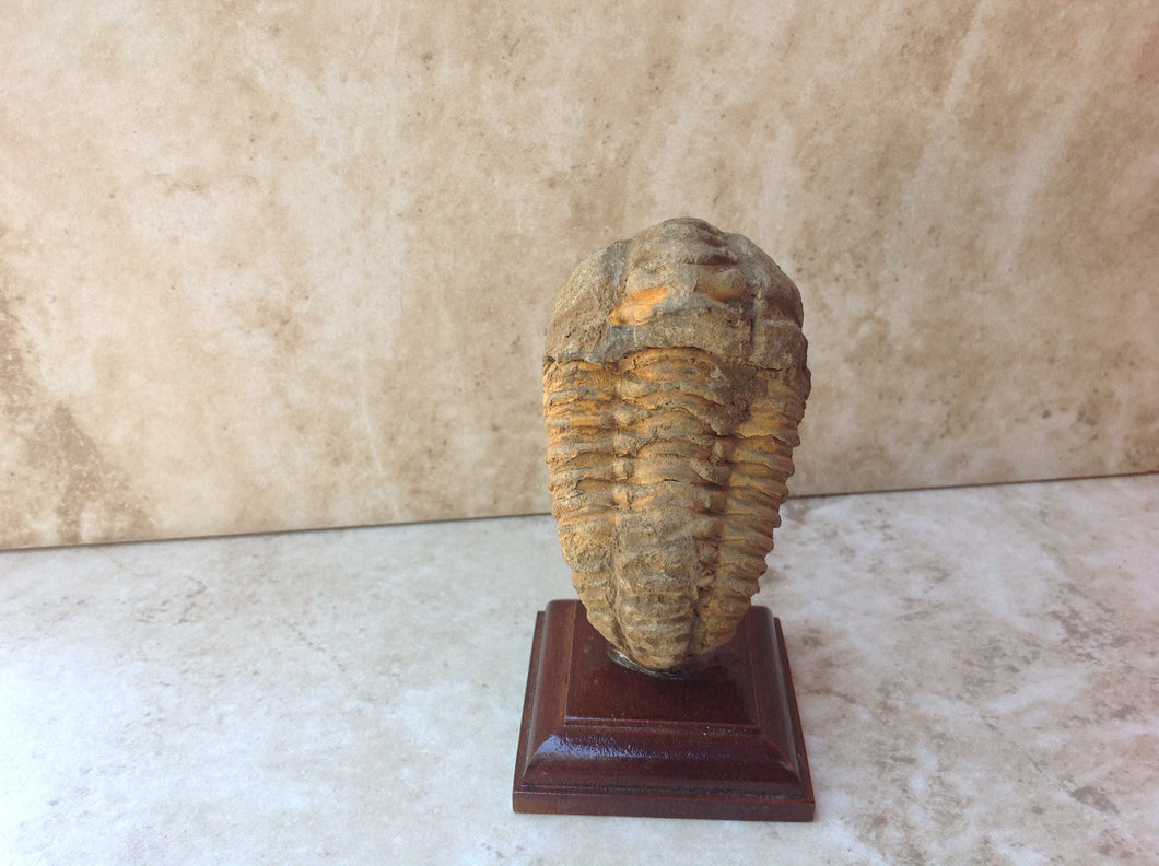 Trilobite Fossil