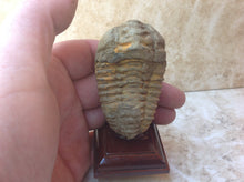 Load image into Gallery viewer, Trilobite Fossil