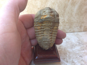 Trilobite Fossil