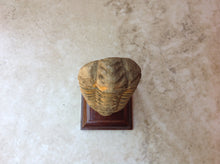 Load image into Gallery viewer, Trilobite Fossil