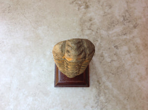 Trilobite Fossil