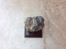Load image into Gallery viewer, Trilobite Fossil