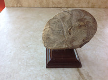 Load image into Gallery viewer, Ammonite Fossil