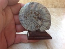 Load image into Gallery viewer, Ammonite Fossil