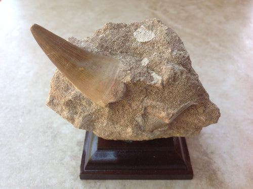 Mosasaurs Tooth