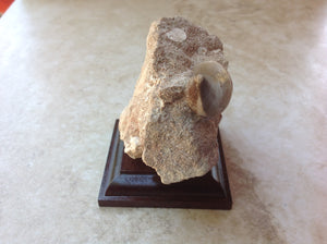 Mosasaurs Tooth